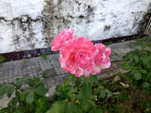 IMG_20160603_084617_HDR.jpg