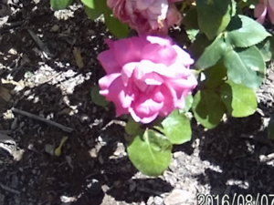 20160807_150957.JPG