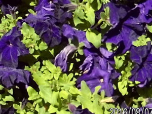 20160807_151020.JPG