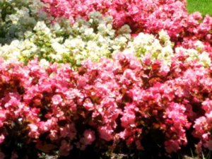 IMG_20160807_150920.jpg
