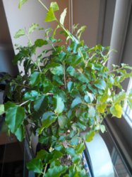 IMG_20130503_110430.jpg