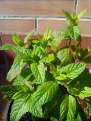 IMG_20130503_110948.jpg
