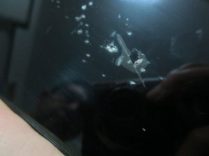 IMG_6809.JPG