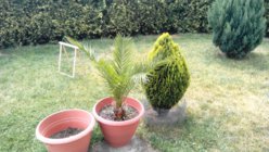 IMG_20130619_132318.jpg