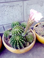IMG_20120507_072654.jpg