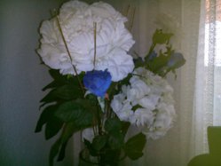 IMG_20130731_185800.jpg