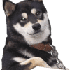 photo-thumb-221822.png