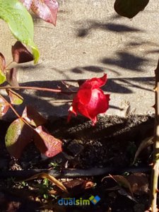 IMG_20171216_121254.jpg