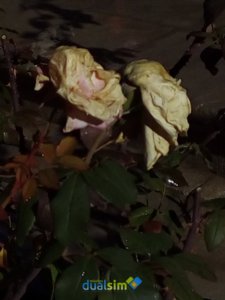IMG_20171216_121303.jpg