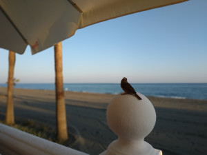 1SjtFSl.jpg