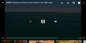 Screenshot_2018-09-15-17-05-43-673_com.google.android.youtube.png