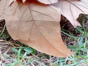 IMG_20181007_154417.jpg