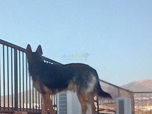 IMG_20181230_171435_7.jpg