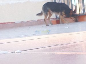 IMG_20181230_171945_9.jpg