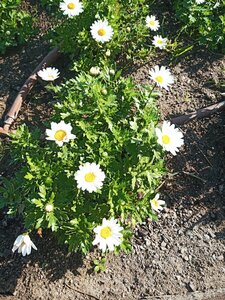IMG_20190220_110016_3.jpg
