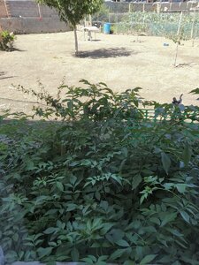 IMG_20190822_150205.jpg
