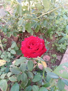 IMG_20191015_080922.jpg
