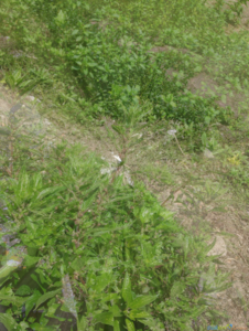 IMG_20200423_141559.png