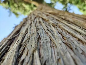 IMG_20200912_124825.jpg