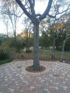 IMG_20201116_071720_755.jpg