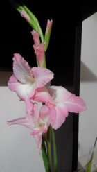 IMG1.jpg