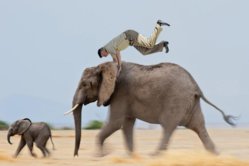 rey-elefante.jpg