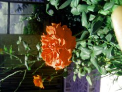 IMG_20121204_124735.jpg
