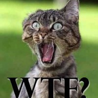 gato-wtf-200x200.jpg
