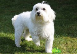 bichon-maltes1.jpg