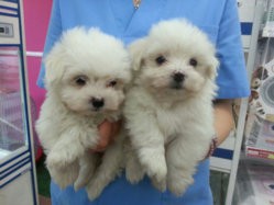 bichon-maltes-14-abril-1.jpg