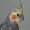pipigua