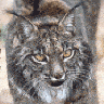 Lince ibérico