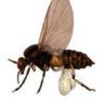 Koionfly