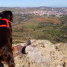 rispas