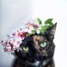 neko siza