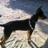 Cromar
