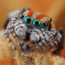 lacertido