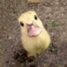 Kaetratsa