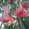 pipoote