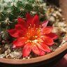 Cactuspete23