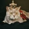 el rey gato