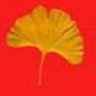 gingko