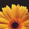 carmen_r