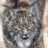 Lince ibérico