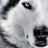 wolfito