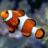 Amphiprion Ocellaris