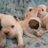 kalamotxana
