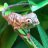 DaviD_H